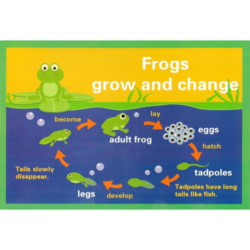 情境裝飾A3海報-青蛙生命週期